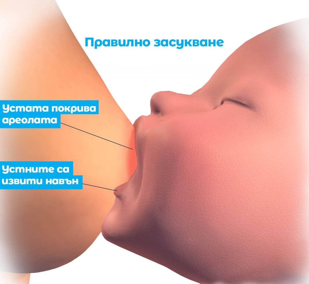 засукване, правилно захващане към гърдата